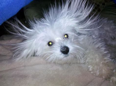 Had A Bad Hair Day Maltese Dogs Forum Spoiled Maltese Forums