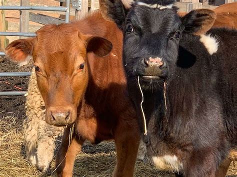 These Ct Farm Animals Can Join Your Next Virtual Meeting