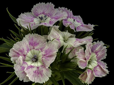 Dianthus barbatus | Dianthus barbatus, Sweet william ...