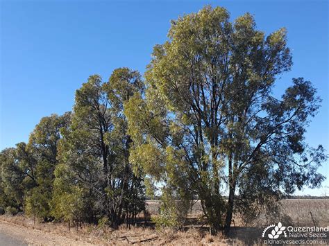 Acacia Harpophylla Brigalow Plant Profiles Queensland Native Seeds