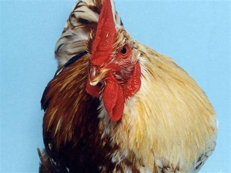 Half Roosterhalf Hen Helps Unlock Sex Mystery Npr