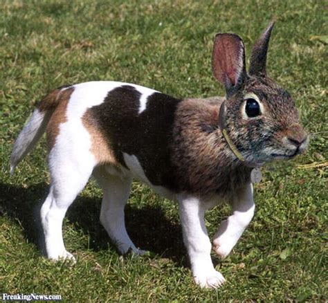 Dog Rabbit Hybrid Has Science Gone Too Far Or Not Far Enough Visit