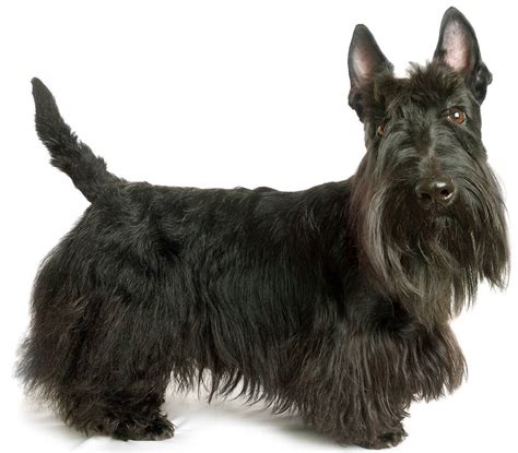 Scottish Terrier Dog Breed Guide