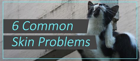 6 Common Skin Problems In Dogs And Cats Lumasoothe