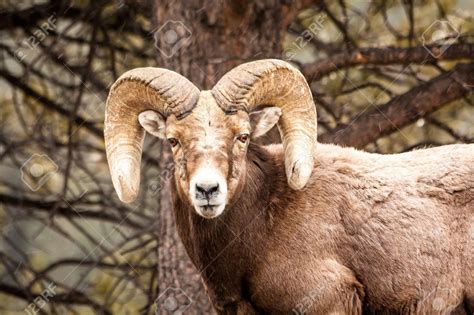 Male Rocky Mountain Bighorn Sheep Ram Standing In Snow Flurries Stock