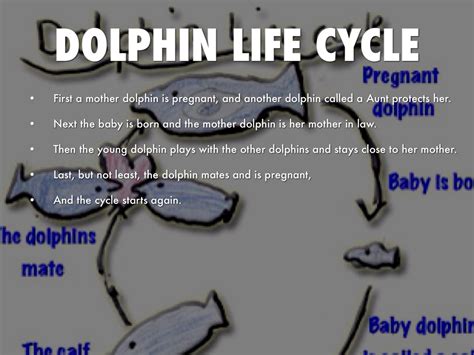 Dolphin Life Cycle Stages Otto Vance