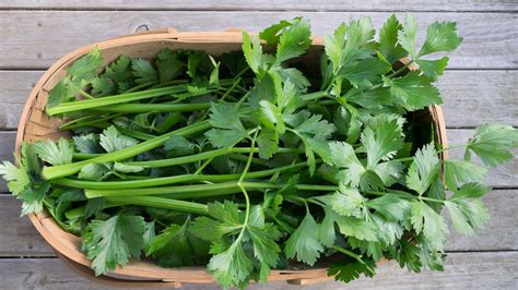 How To Grow Celery Indoors Or Outside For A Bumper Crop