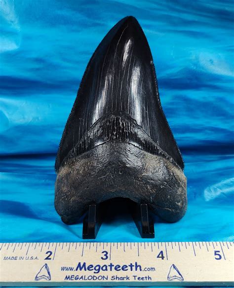 Large Museum Quality Jet Black Megalodon Shark Tooth · L1 428 L2 4