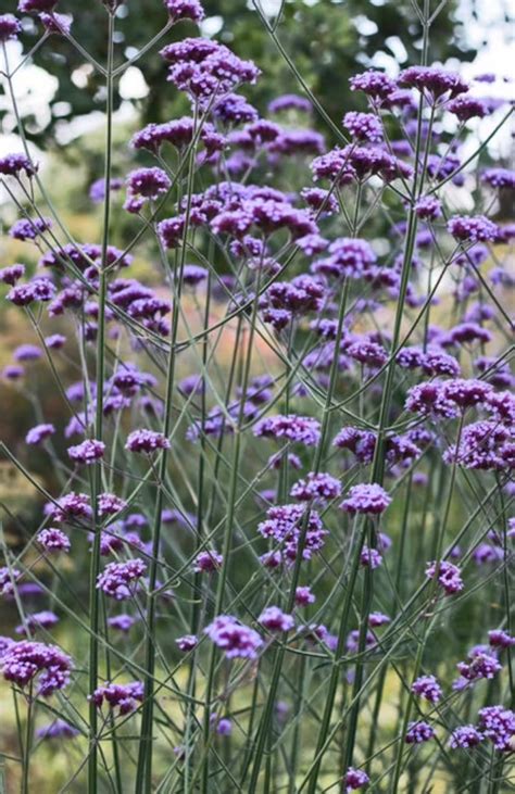 150 Verbena Bonariensis Seeds Purpletop Vervain Tall Etsy