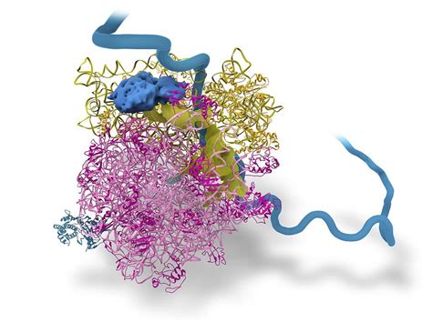 Bacterial Ribosome And Protein Synthesis Photograph By Science Photo