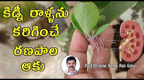 Kidney Stone Remedy Ranapala Leaf Uses In Telugu Health Tips By