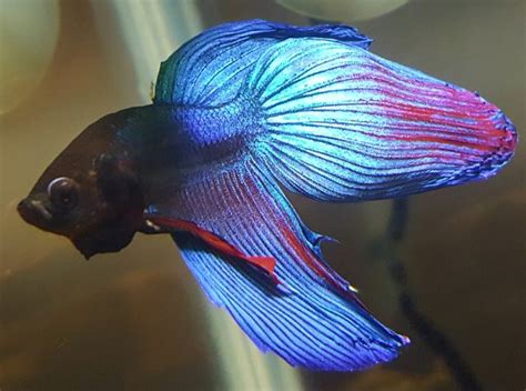 Does my betta have anchor worms or Ick? :'( | AquariaCentral.com
