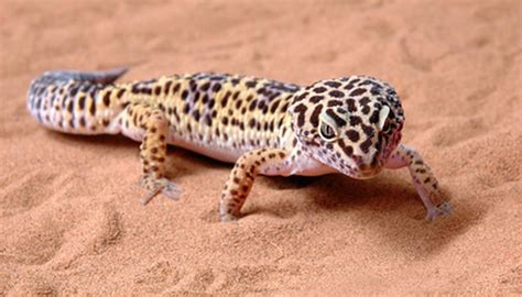 Types Of Geckos In Arizona Sciencing