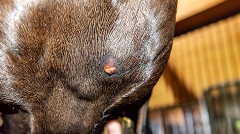 Skin Abscesses In Horses The Horses Advocate