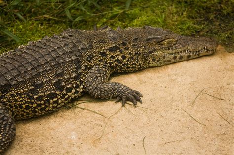 Gratis bilder på krokodil - Reptiler
