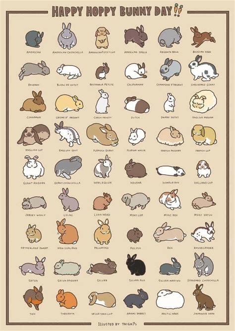 Illustrated Guide To Bunny Breeds Rcoolguides
