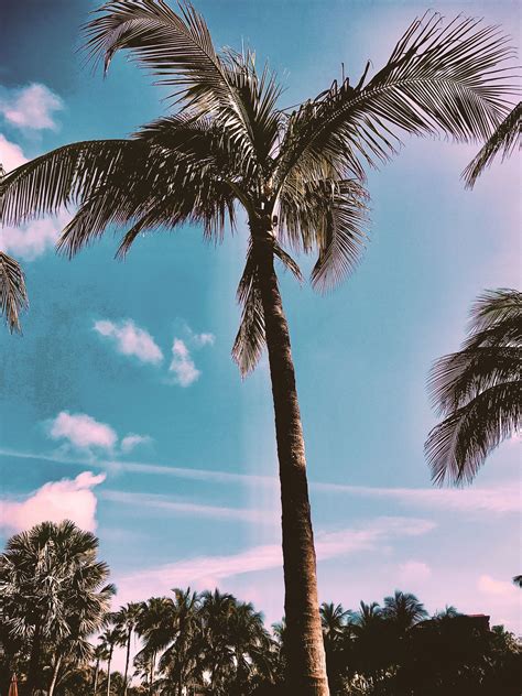The Best Aesthetic Wallpaper Palm Tree 2023