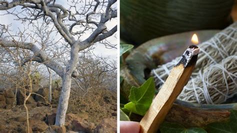 Palo Santo La Madera Sagrada Que Limpia Tu Casa De Malas Energías