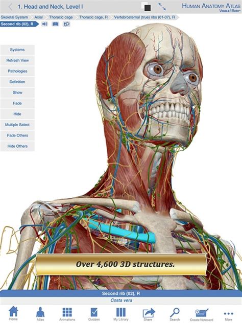 Anatomy Map Human Anatomy Atlas 3d Anatomical Model Of The Human