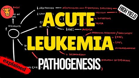 Acute Myeloid Leukemia Pathogenesis Of Clinical Symptoms Youtube