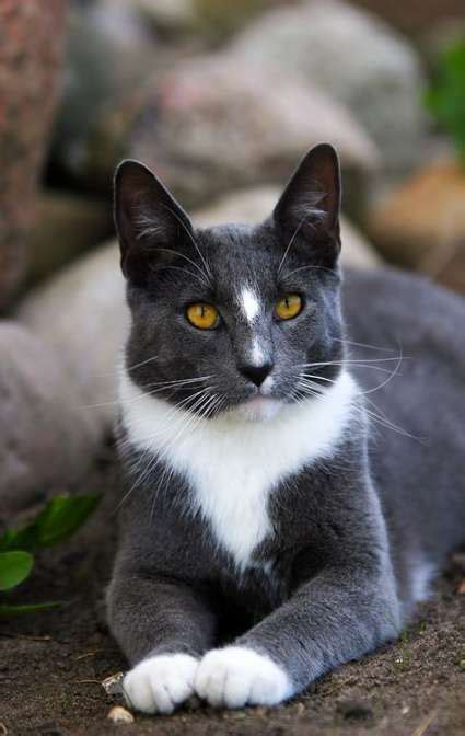 35 Ideas For Cats Grey White Gray Gorgeous Cats Beautiful Cats
