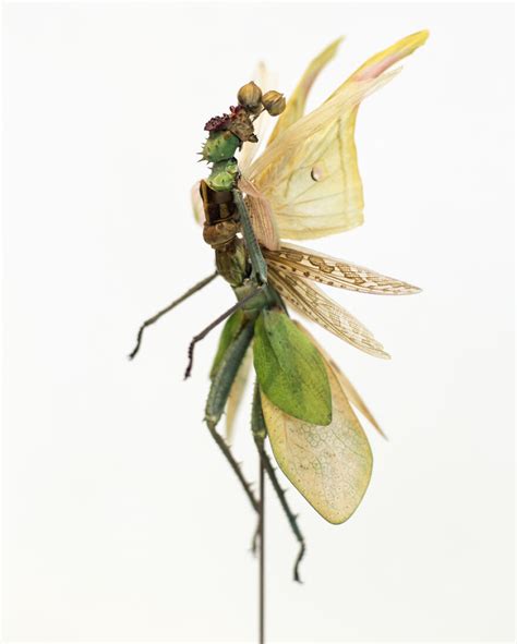 Here Are 18 Surreal Bug Fairies Made From Dead Insects Made By This