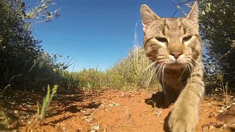 Cats Kill More Than 15 Billion Native Australian Animals