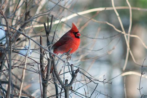 Indiana State Bird Photograph By Craig Hosterman