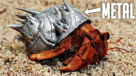 I Made Hermit Crabs Armor Then Released Them Youtube
