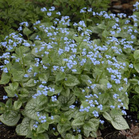 Photo Essay Great Perennials For Division Perennial Resource