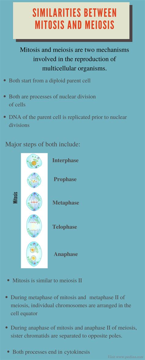 Similarities Between Mitosis And Meiosis Definition Stages Process