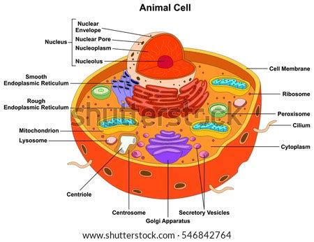 Schematic diagram of a cell membrane. Animal Cell Anatomy Diagram Structure All Stock Vector ...