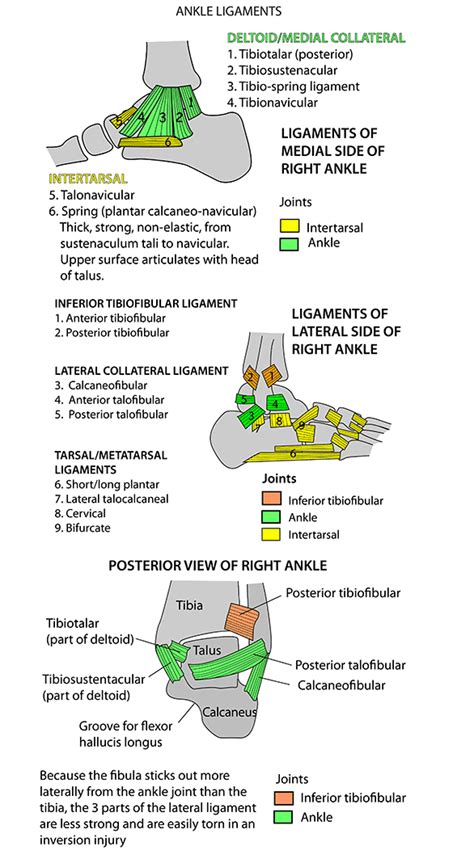 Ankle Ligaments Mnemonic Instant Anatomy Cheat Sheet Nclex Quiz