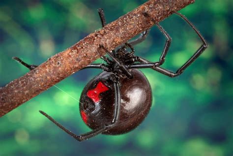 First Aid For Black Widow Spider Bite