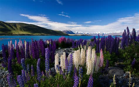 Mountains Lake Flowers Lupins Multicolored Wallpapers Hd Desktop