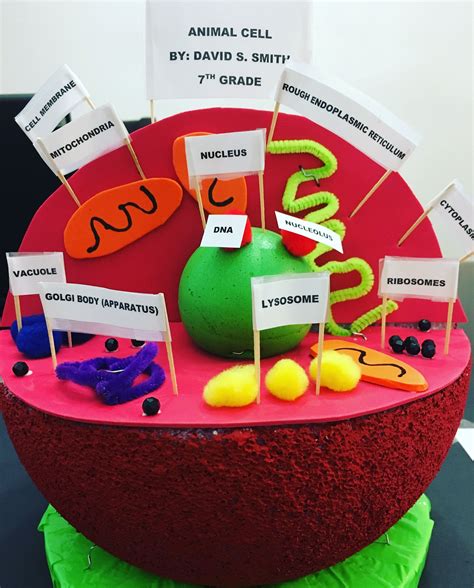 Animal Cell 3d Model With Labels