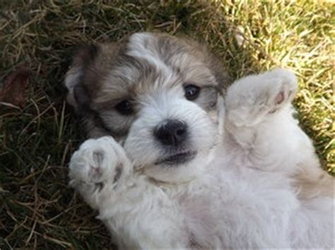 Find the perfect puppy for sale in florida at next day pets. Havachon-Bichon Frise & Havanese puppies for sale $700 nw ...
