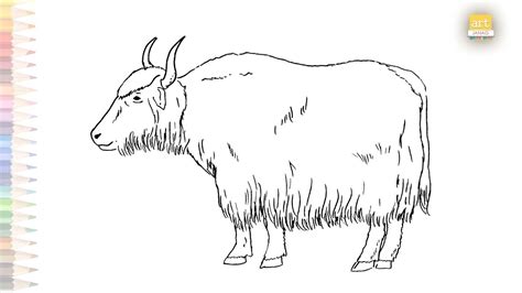 Yak Drawing Easy How To Draw Yak Drawing Step By Step Yak Drawing