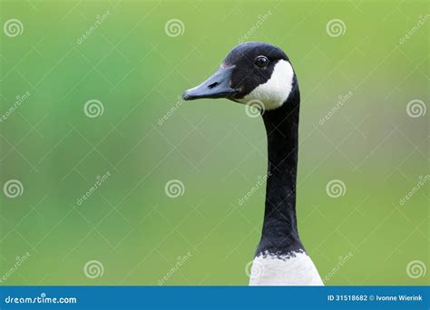 Canada Goose Stock Photo Image Of Nature Outdoor Wildlife 31518682