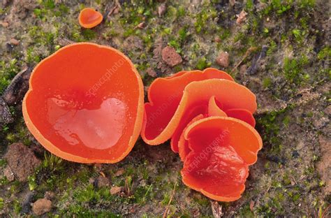 Orange Peel Fungus Stock Image C0259328 Science Photo Library