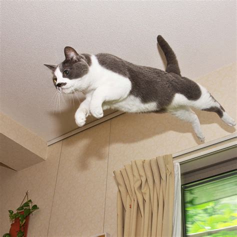 猫が高い所から落ちる原因4選！落ちても平気な高さはどれぐらいなの？猫の猫高所落下症候群とは？