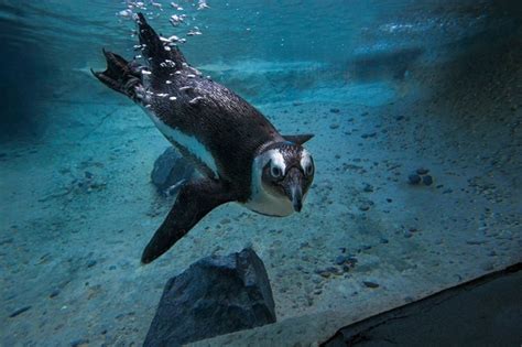 San Diego Zoo Breaks Ground On 68 Million Africa Rocks Exhibit