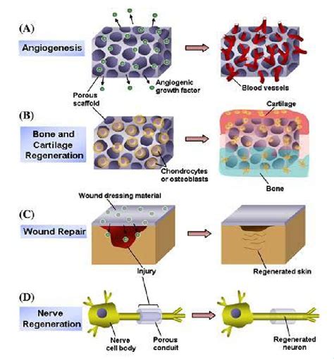 Multi Functional Scaffolds For Regeneration Of Various Tissues