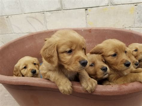 Ultimate Guide Raising A Golden Retriever Puppy In An Apartment Ask