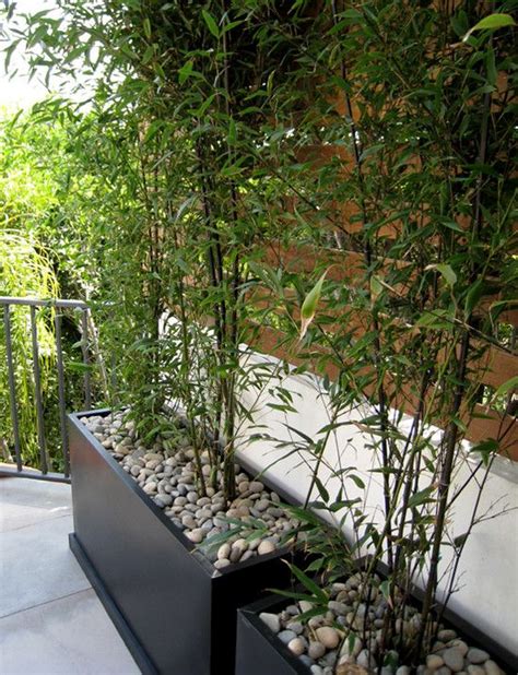 Place your path stones, then work in the garden around them. bamboo plants in planters with pebbles | Bamboo screen garden, Garden, Terraced landscaping