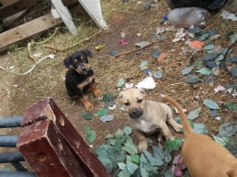 6 wks old beautiful mastiff/pit mix puppies to new home Craigslist Pets South Nj - Pets and Animal Educations