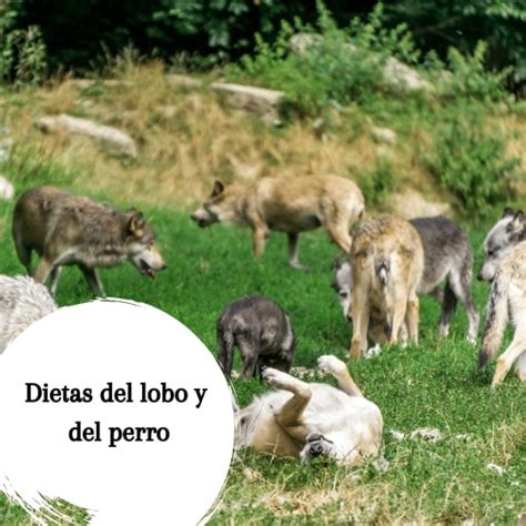 ¿qué Comen Los Lobos ¿se Compara Con La Alimentación De Los Perros