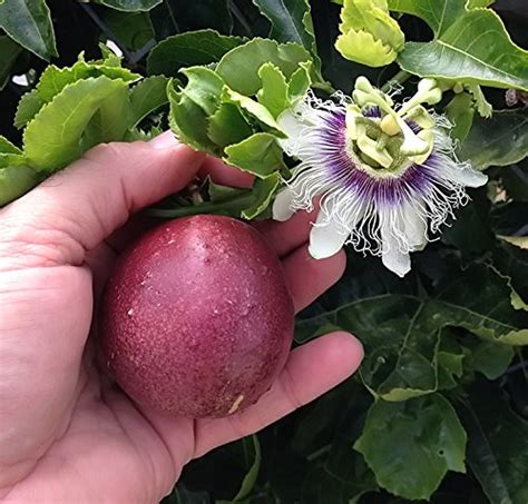 Cold Hardy Red Rover Passiflora Edulis Edible Purple Passion Flower