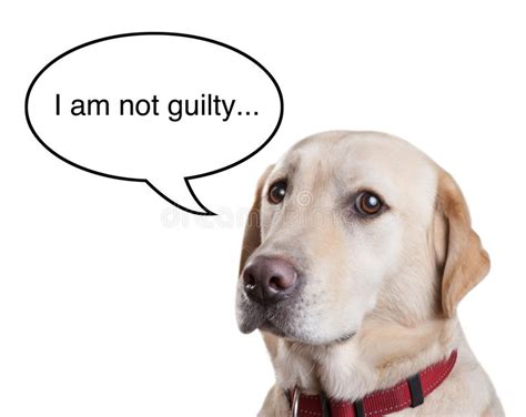Guilty Dog Stock Image Image Of Face Guilty Doggy