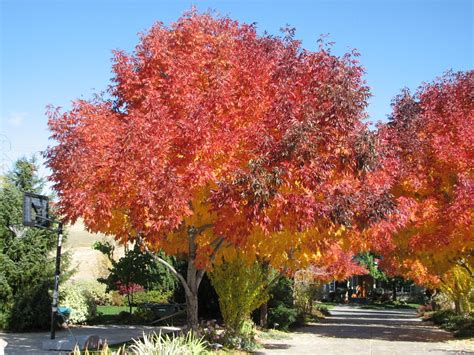 Autumn Purple Ash All Over Ft Collins And They Have Beautiful Fall